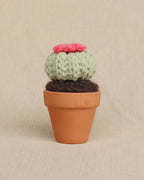 Bloom Buddy Button Cactus