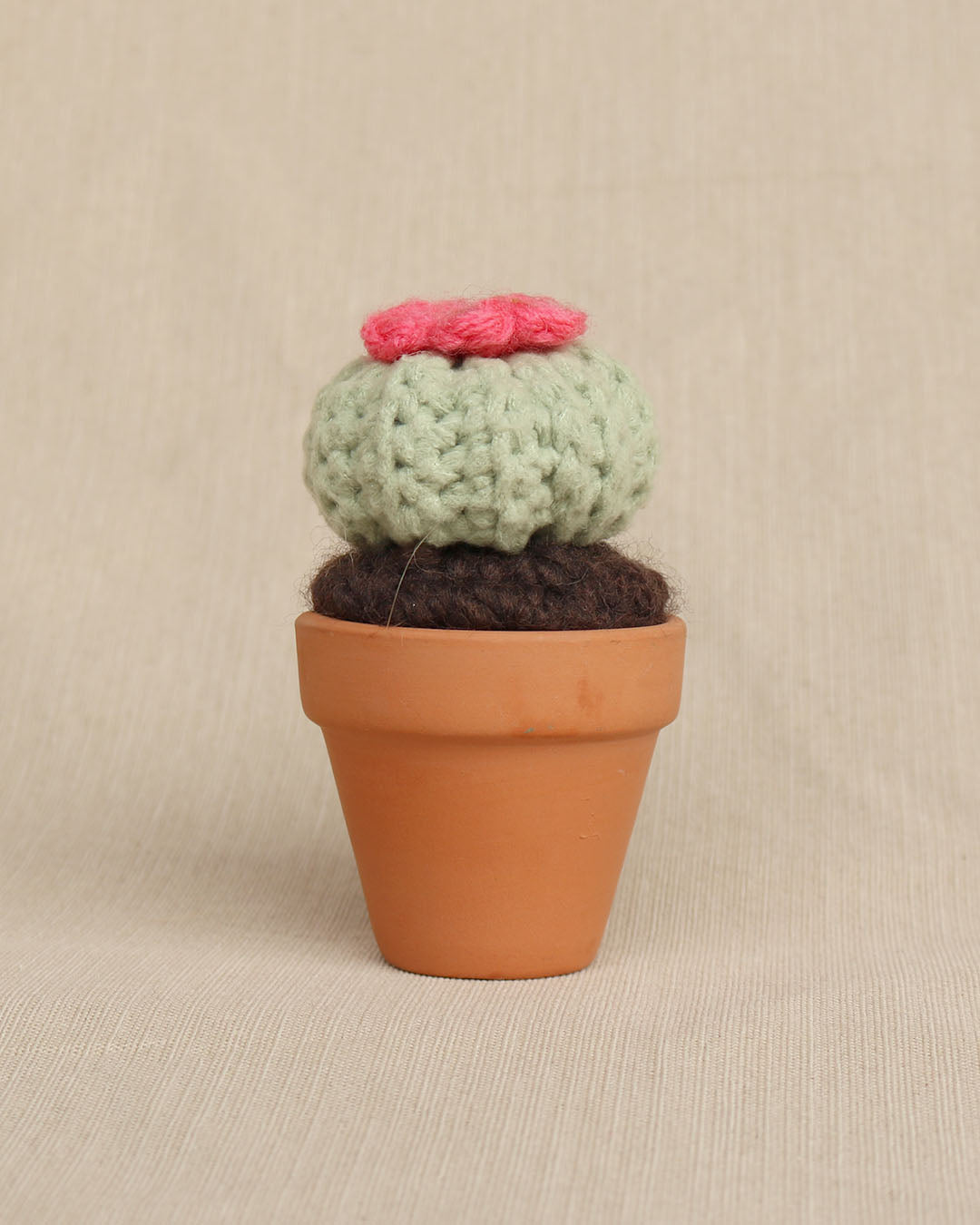 Bloom Buddy Button Cactus