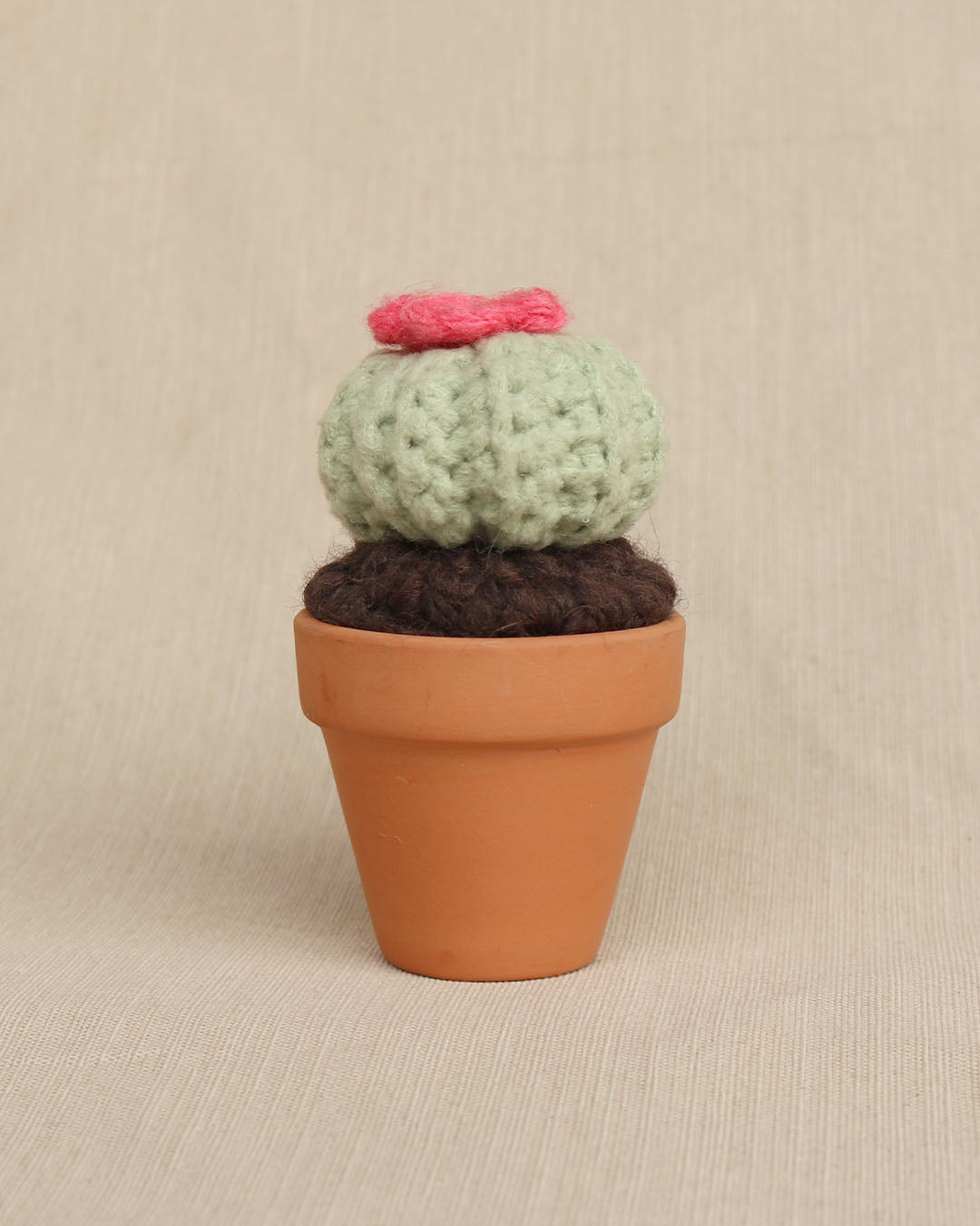 Bloom Buddy Button Cactus