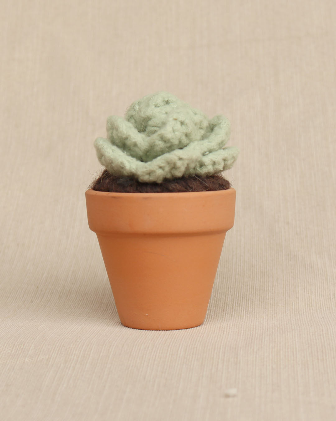 Sweet Rosette Succulent