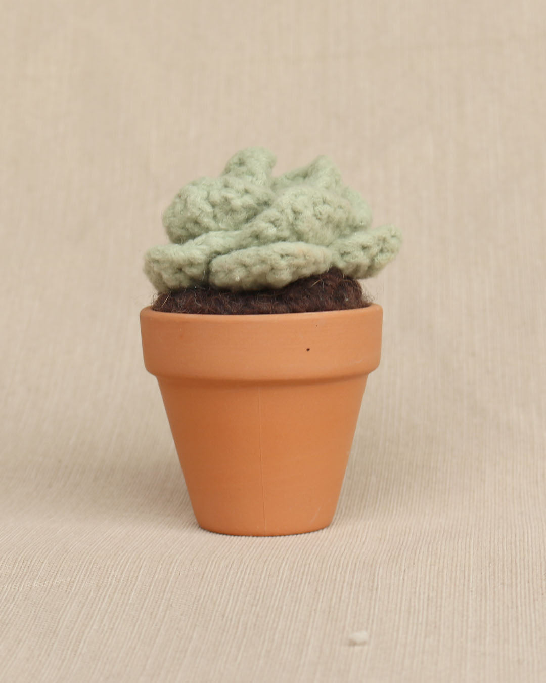 Sweet Rosette Succulent