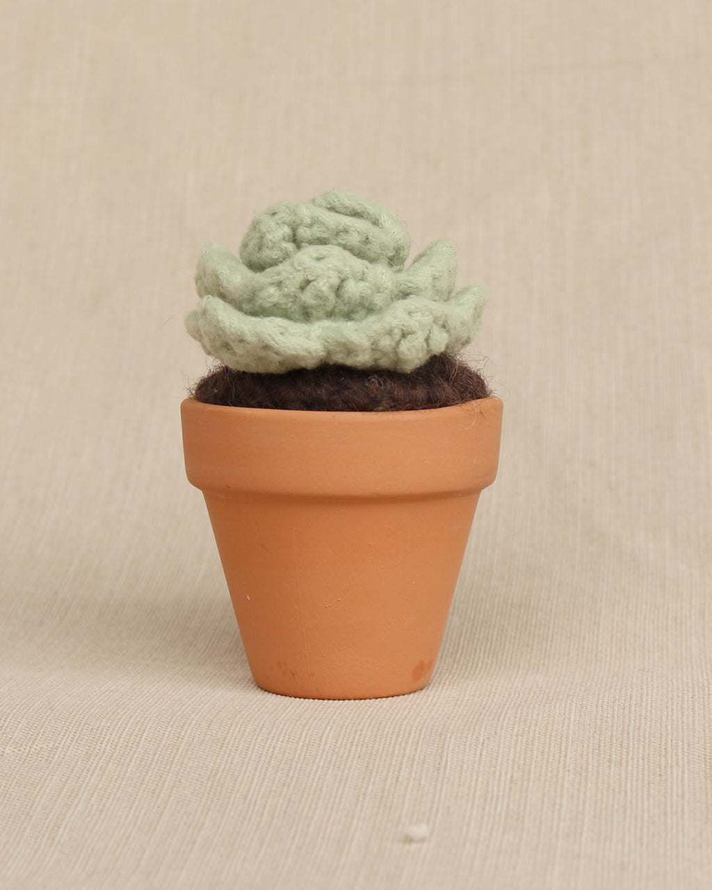 Sweet Rosette Succulent