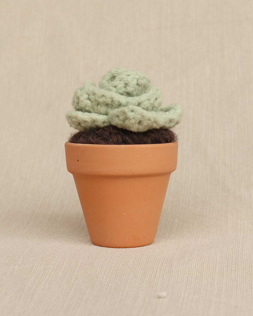 Sweet Rosette Succulent