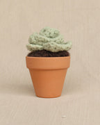 Sweet Rosette Succulent