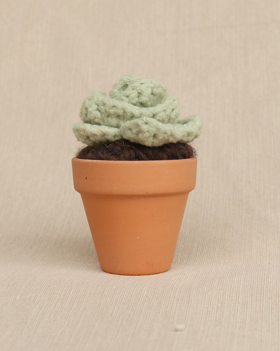 Sweet Rosette Succulent